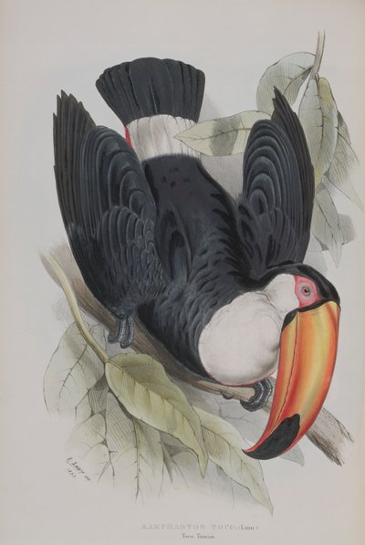 Toco Toucan, from 